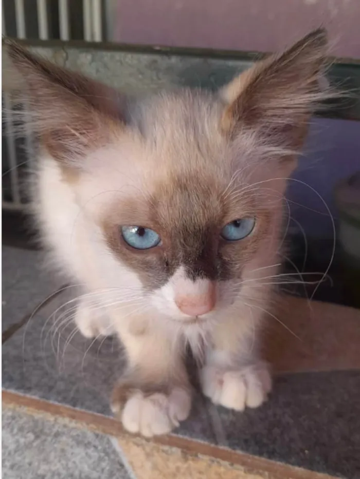 Gato ra a SRD-ViraLata idade 2 a 6 meses nome Cauã 