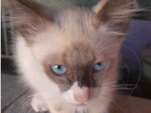 Gato raça SRD-ViraLata idade 2 a 6 meses nome Cauã 
