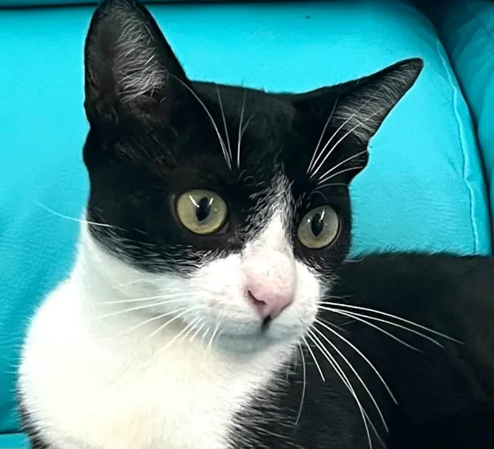 Gato ra a SRD-ViraLata idade 2 a 6 meses nome Dominick 