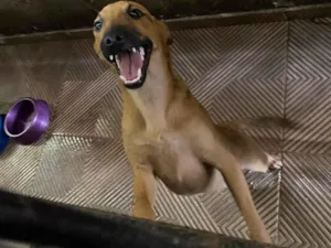 Cachorro raça SRD-ViraLata idade 2 a 6 meses nome Vitoria 