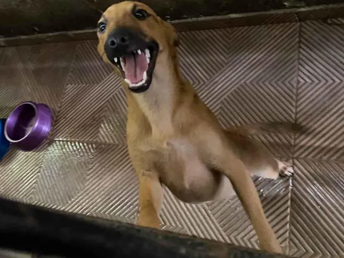 Cachorro ra a SRD-ViraLata idade 2 a 6 meses nome Vitoria 