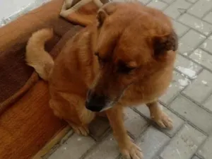 Cachorro raça Pastor Alemão idade 6 ou mais anos nome Flech 