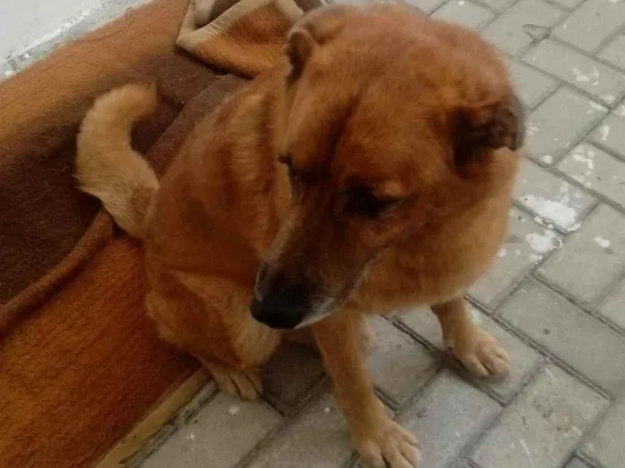 Cachorro ra a Pastor Alemão idade 6 ou mais anos nome Flech 
