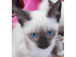Gato raça Siamês idade 2 a 6 meses nome Kiko