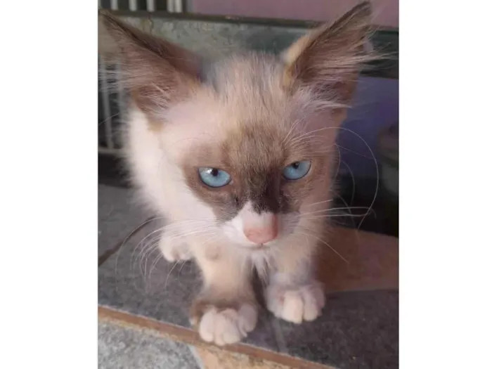 Gato ra a SRD-ViraLata idade 2 a 6 meses nome Cauã 
