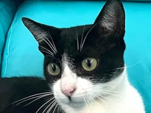 Gato raça SRD-ViraLata idade 2 a 6 meses nome Dominick 