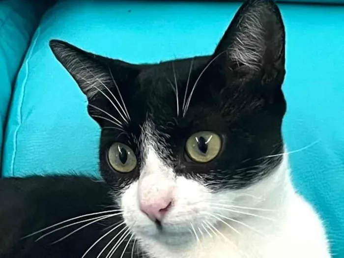 Gato ra a SRD-ViraLata idade 2 a 6 meses nome Dominick 
