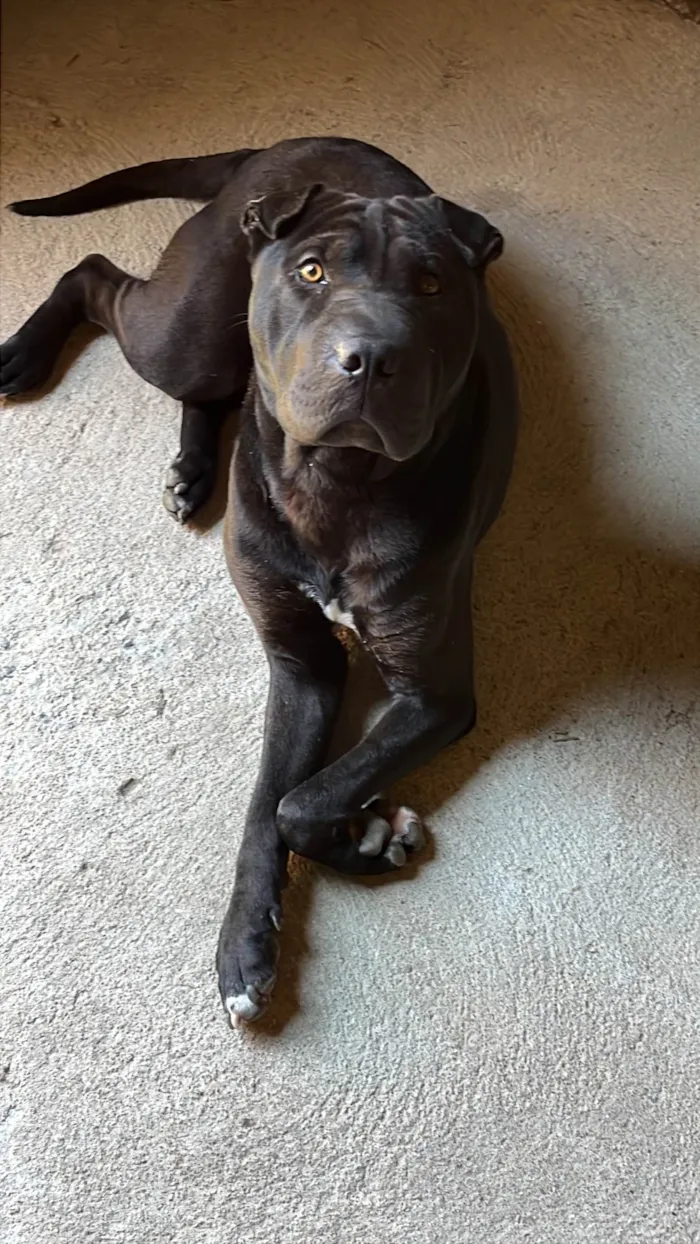 Cachorro ra a Pit-Bull idade 7 a 11 meses nome Negó 