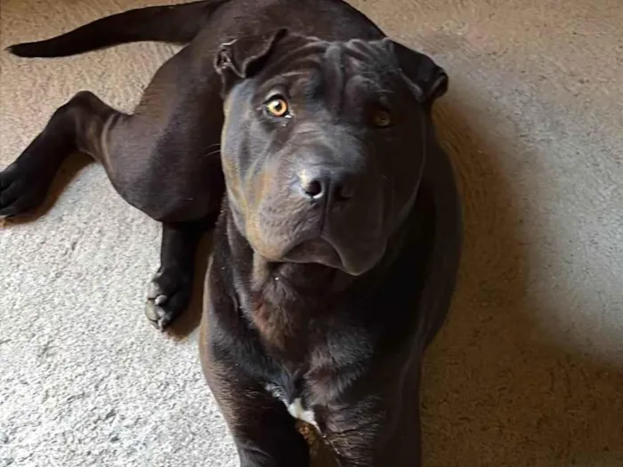 Cachorro ra a Pit-Bull idade 7 a 11 meses nome Negó 