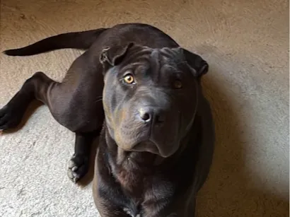 Cachorro raça Pit-Bull idade 7 a 11 meses nome Negó 