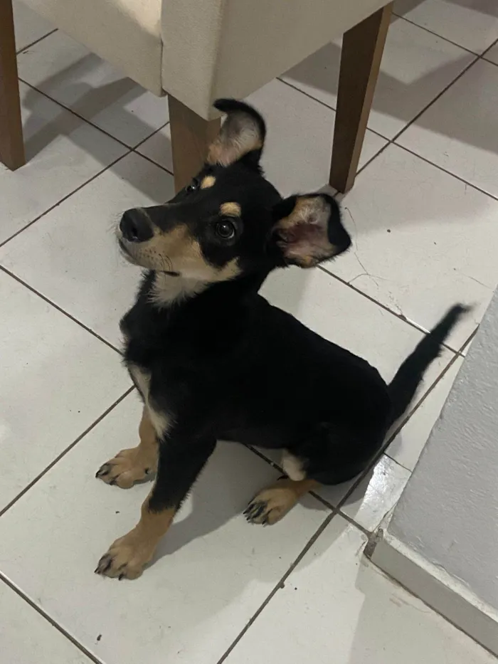 Cachorro ra a SRD-ViraLata idade 2 a 6 meses nome JADE