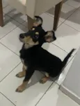 JADE