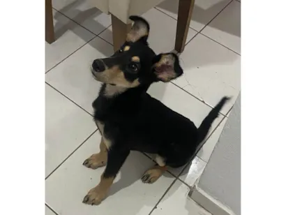 Cachorro raça SRD-ViraLata idade 2 a 6 meses nome JADE