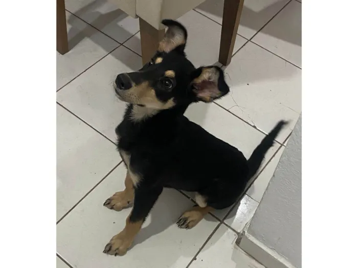Cachorro ra a SRD-ViraLata idade 2 a 6 meses nome JADE