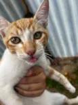 Gato macho