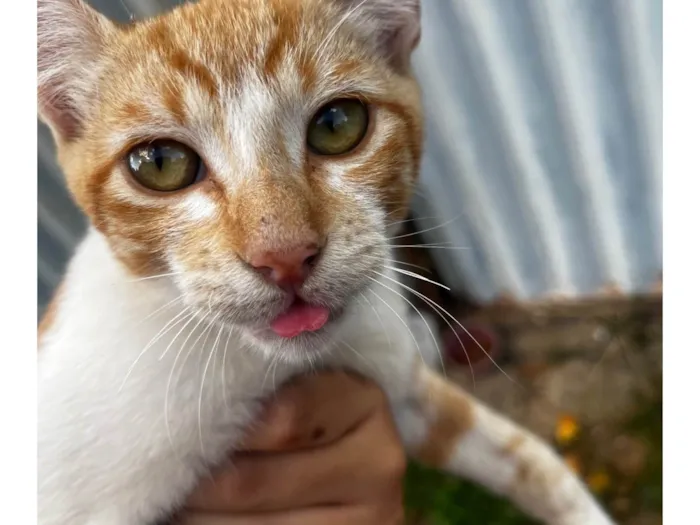 Gato ra a SRD-ViraLata idade 2 a 6 meses nome Gato macho 