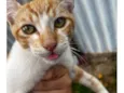 Gato macho