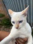 Gata fêmea