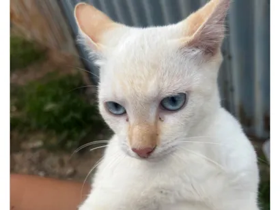 Gato raça SRD-ViraLata idade 2 a 6 meses nome Gata fêmea 