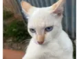 Gata fêmea