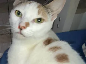 Gato raça SRD-ViraLata idade 5 anos nome Kali