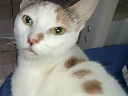 Gato raça SRD-ViraLata idade 5 anos nome Kali