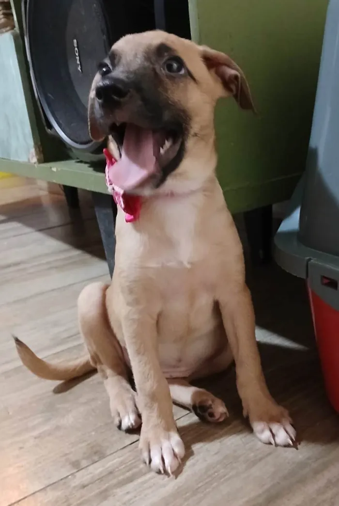 Cachorro ra a SRD-ViraLata idade 2 a 6 meses nome Belinha
