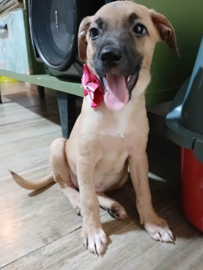 Cachorro ra a SRD-ViraLata idade 2 a 6 meses nome Belinha