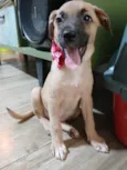 Belinha