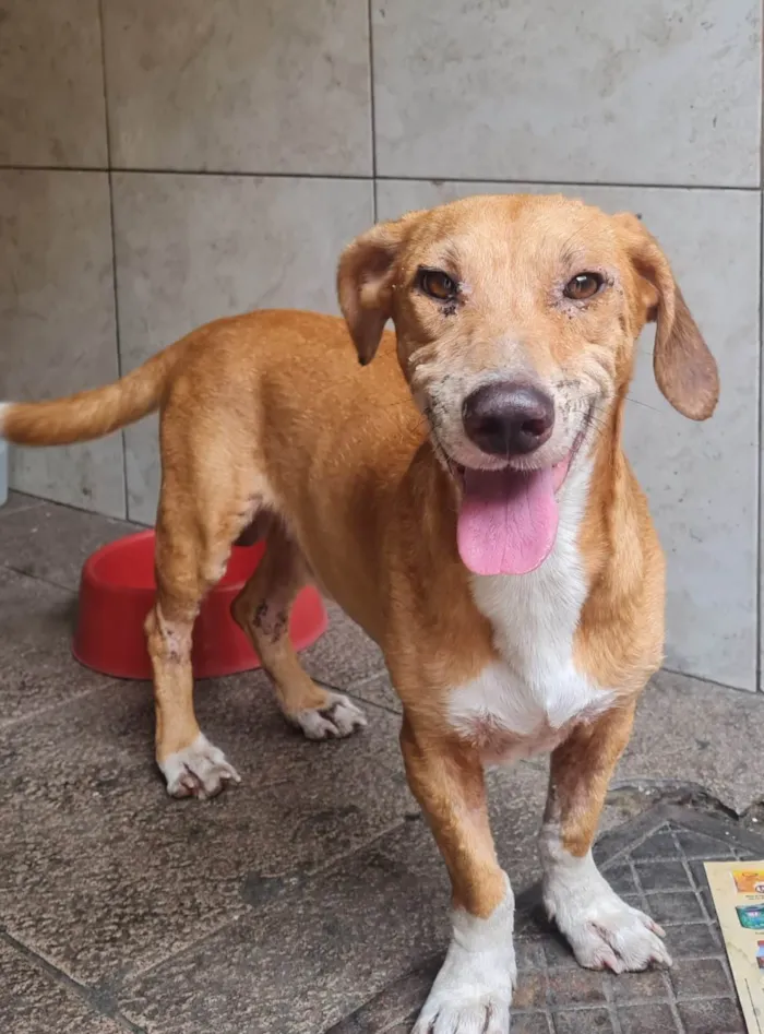Cachorro ra a SRD-ViraLata idade 3 anos nome Gil