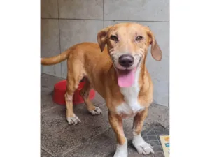 Cachorro raça SRD-ViraLata idade 3 anos nome Gil
