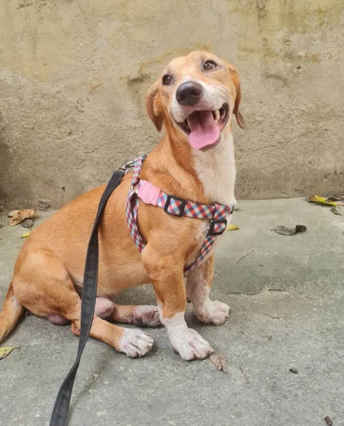 Cachorro ra a SRD-ViraLata idade 3 anos nome Gil