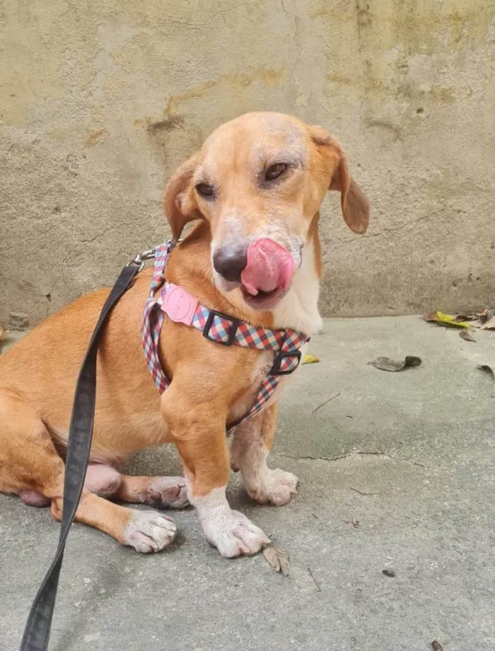Cachorro ra a SRD-ViraLata idade 3 anos nome Gil