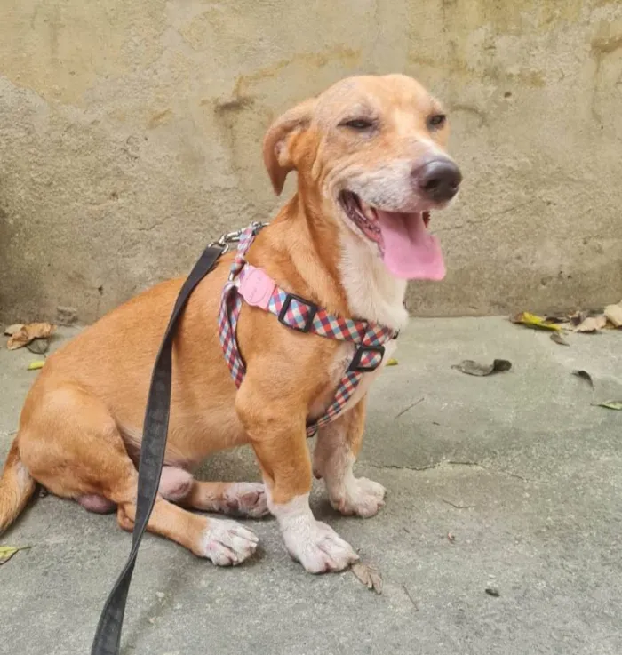 Cachorro ra a SRD-ViraLata idade 3 anos nome Gil