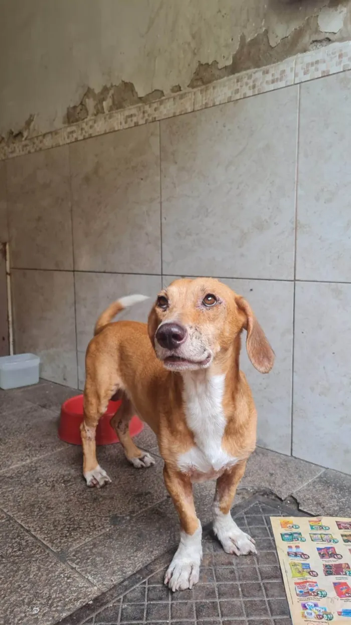 Cachorro ra a SRD-ViraLata idade 3 anos nome Gil