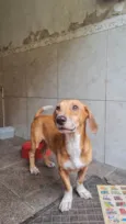 Gil