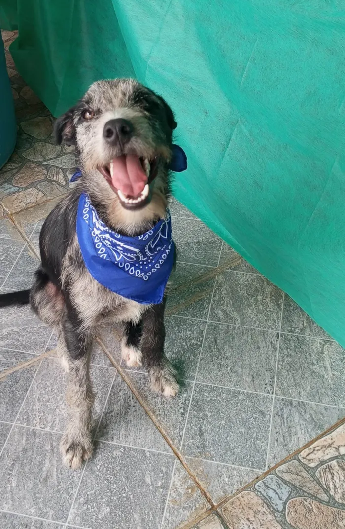 Cachorro ra a SRD-ViraLata idade 7 a 11 meses nome Juca