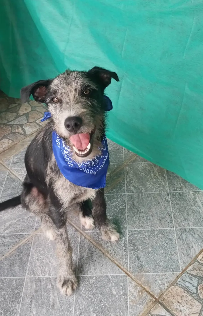 Cachorro ra a SRD-ViraLata idade 7 a 11 meses nome Juca