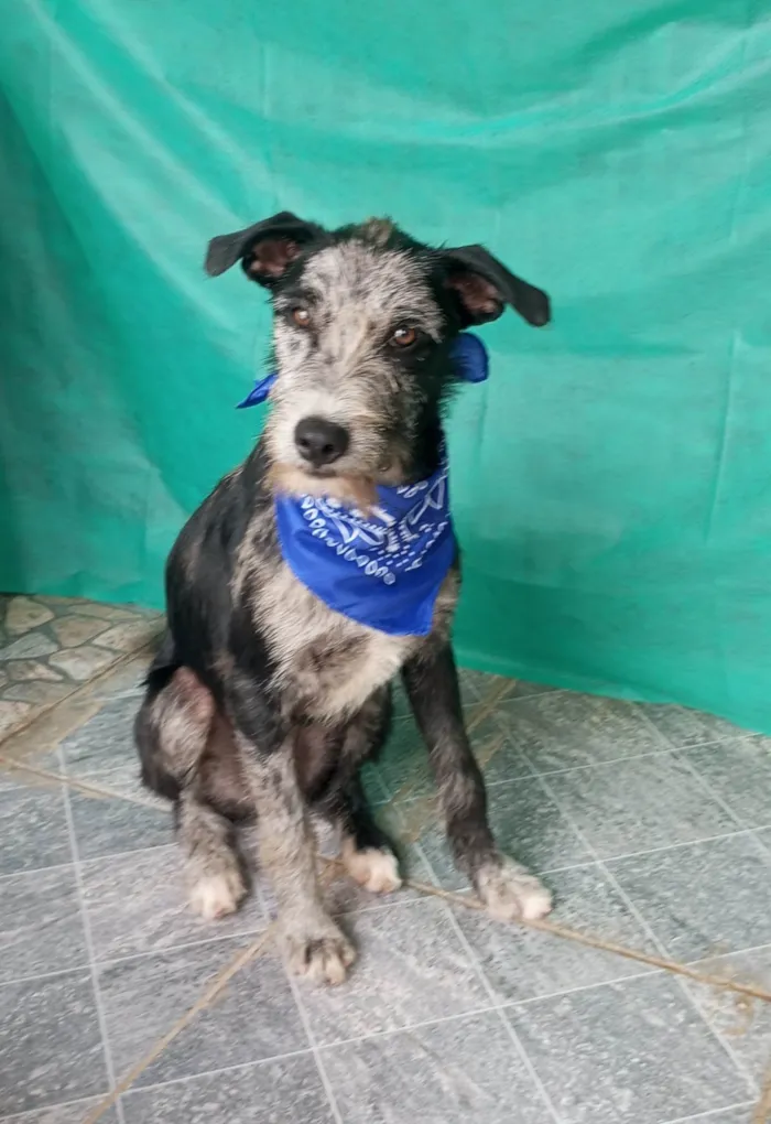 Cachorro ra a SRD-ViraLata idade 7 a 11 meses nome Juca