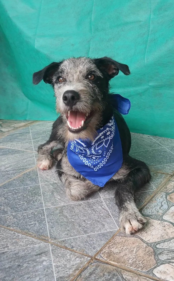 Cachorro ra a SRD-ViraLata idade 7 a 11 meses nome Juca