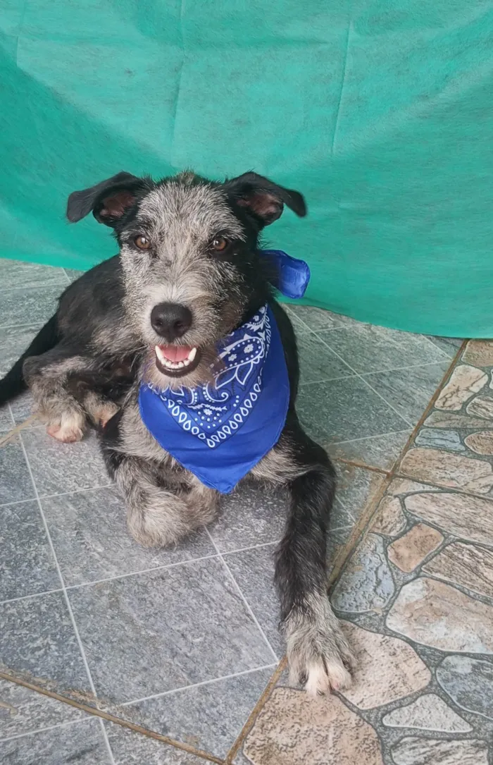 Cachorro ra a SRD-ViraLata idade 7 a 11 meses nome Juca