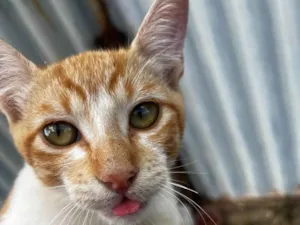 Gato raça SRD-ViraLata idade 2 a 6 meses nome Gato macho 