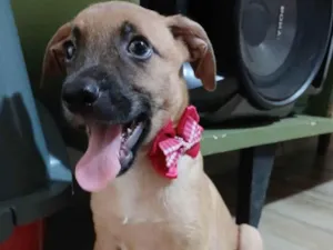 Cachorro raça SRD-ViraLata idade 2 a 6 meses nome Belinha