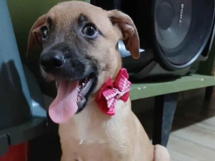 Cachorro ra a SRD-ViraLata idade 2 a 6 meses nome Belinha