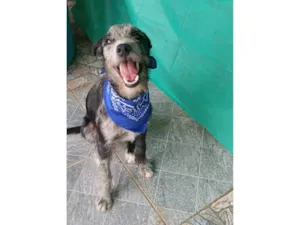 Cachorro raça SRD-ViraLata idade 7 a 11 meses nome Juca