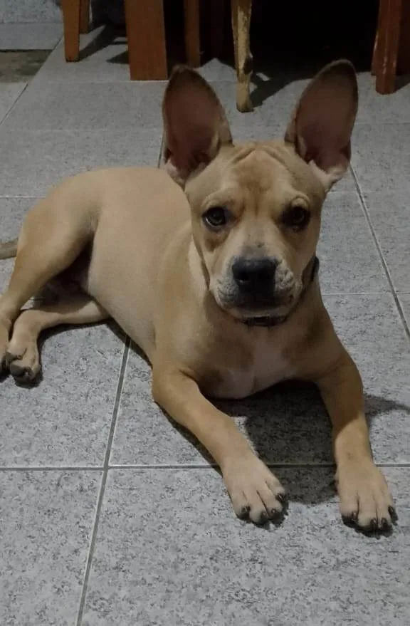 Cachorro ra a SRD-ViraLata idade 7 a 11 meses nome Tom