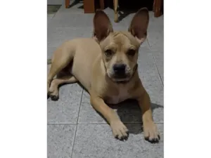 Cachorro raça SRD-ViraLata idade 7 a 11 meses nome Tom