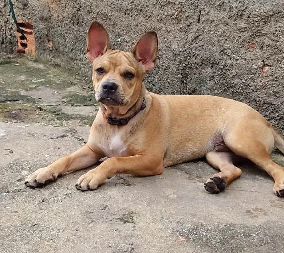 Cachorro ra a SRD-ViraLata idade 7 a 11 meses nome Tom