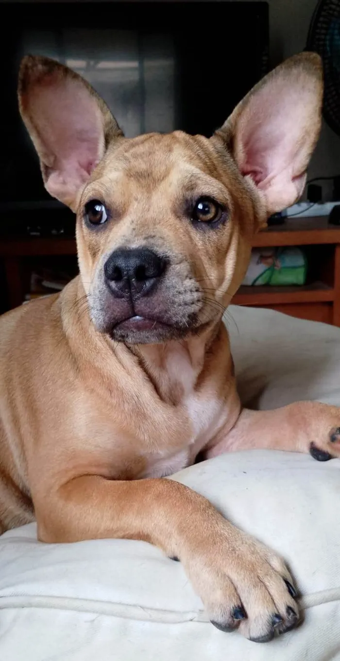 Cachorro ra a SRD-ViraLata idade 7 a 11 meses nome Tom