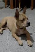 Tom